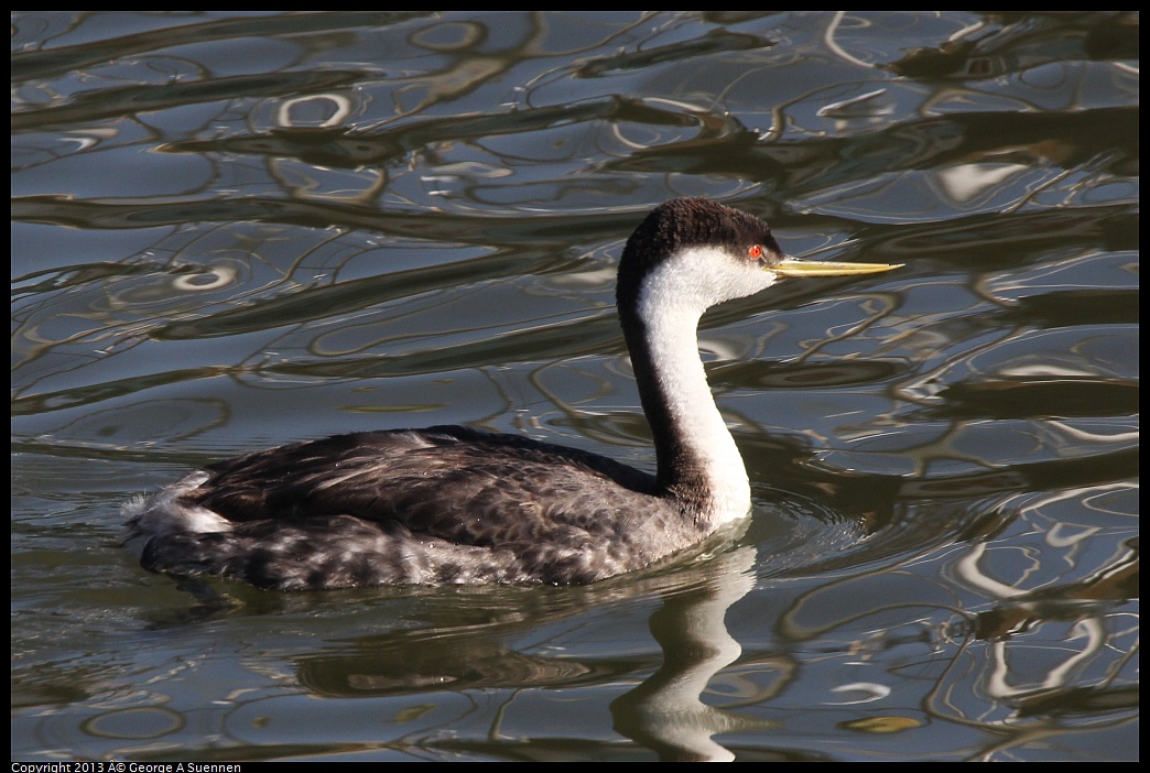 0210-144042-02.jpg - Western Grebe