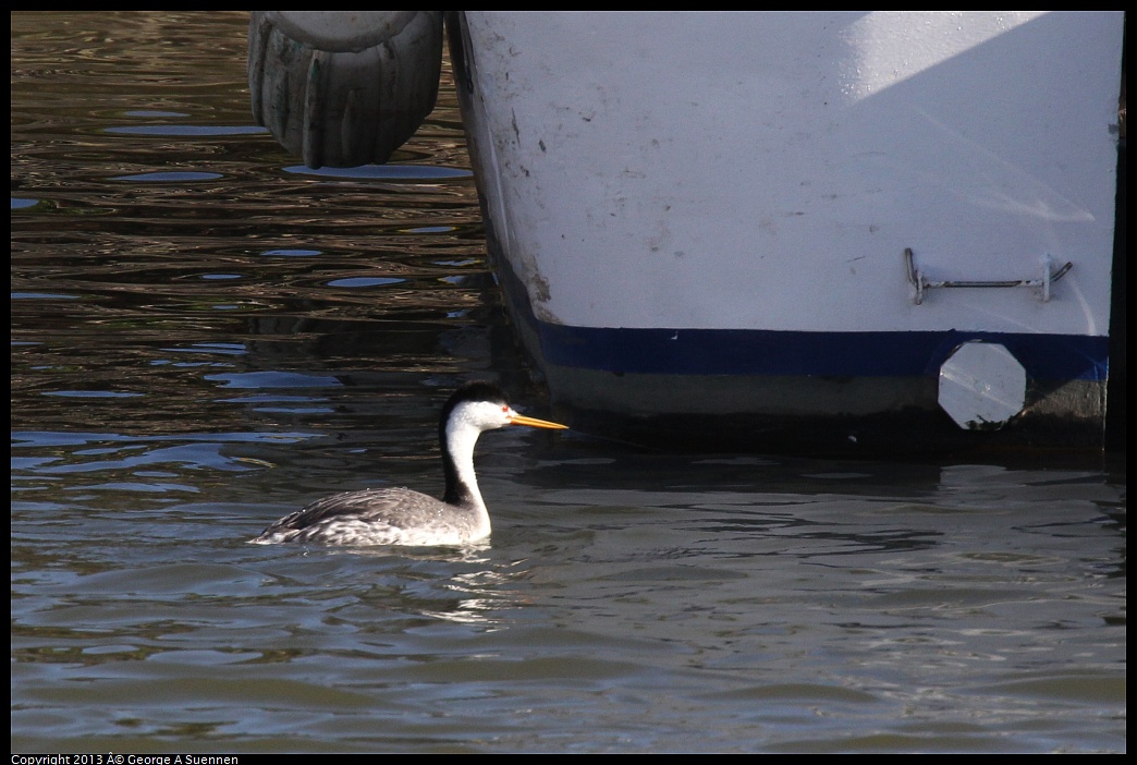 0210-144313-02.jpg - Clark's Grebe