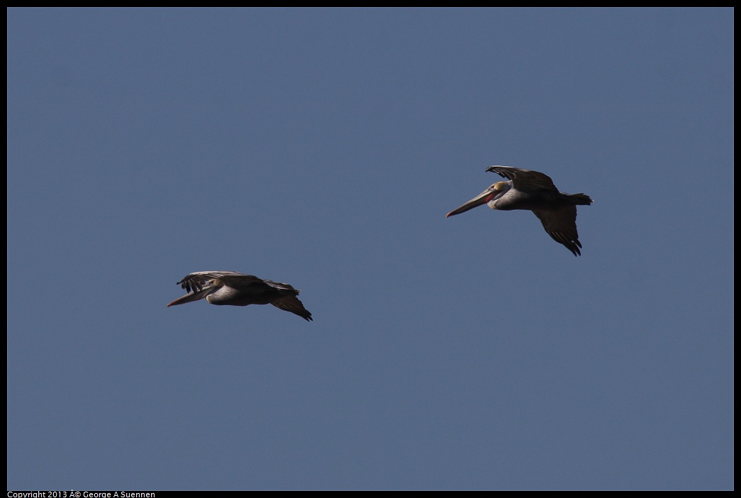 0210-144515-02.jpg - Brown Pelican