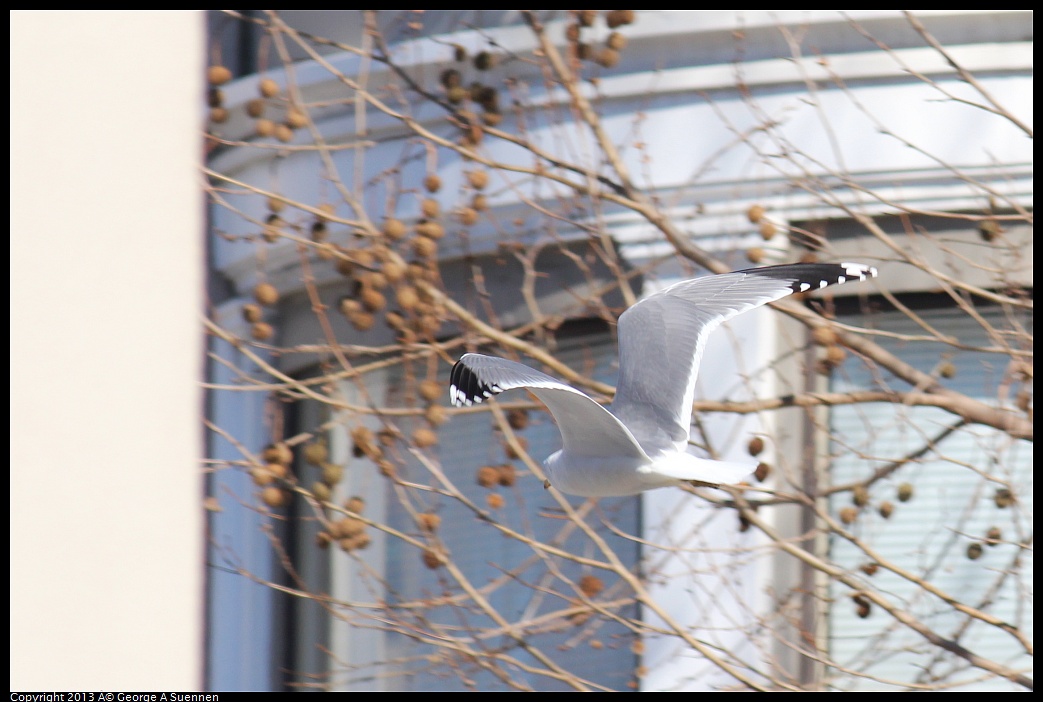 0214-133242-01.jpg - California Gull