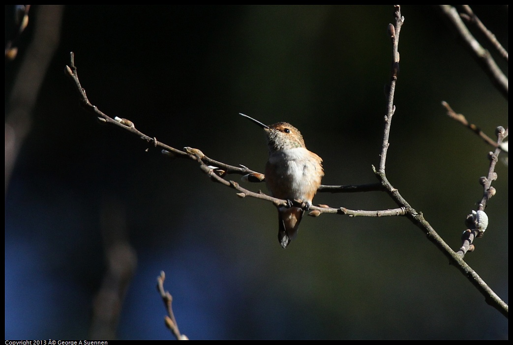 0215-093013-03.jpg - Allen's Hummingbird