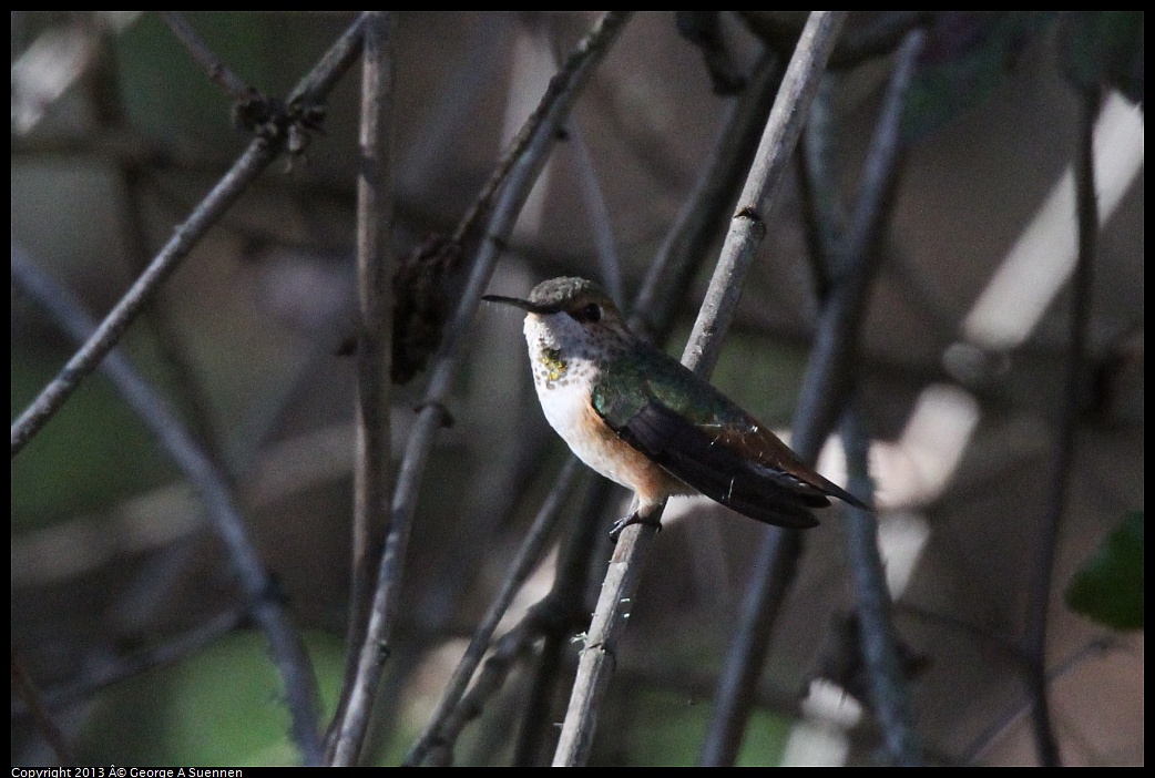 0215-093119-01.jpg - Allen's Hummingbird