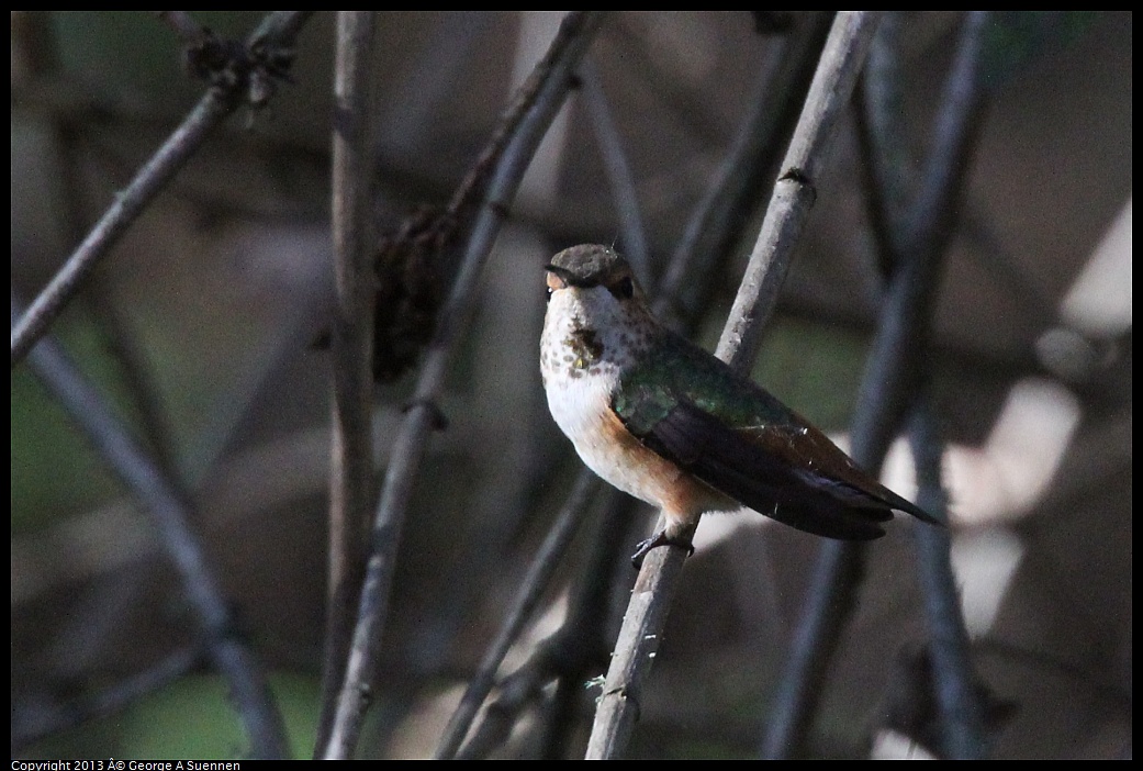 0215-093123-04.jpg - Allen's Hummingbird