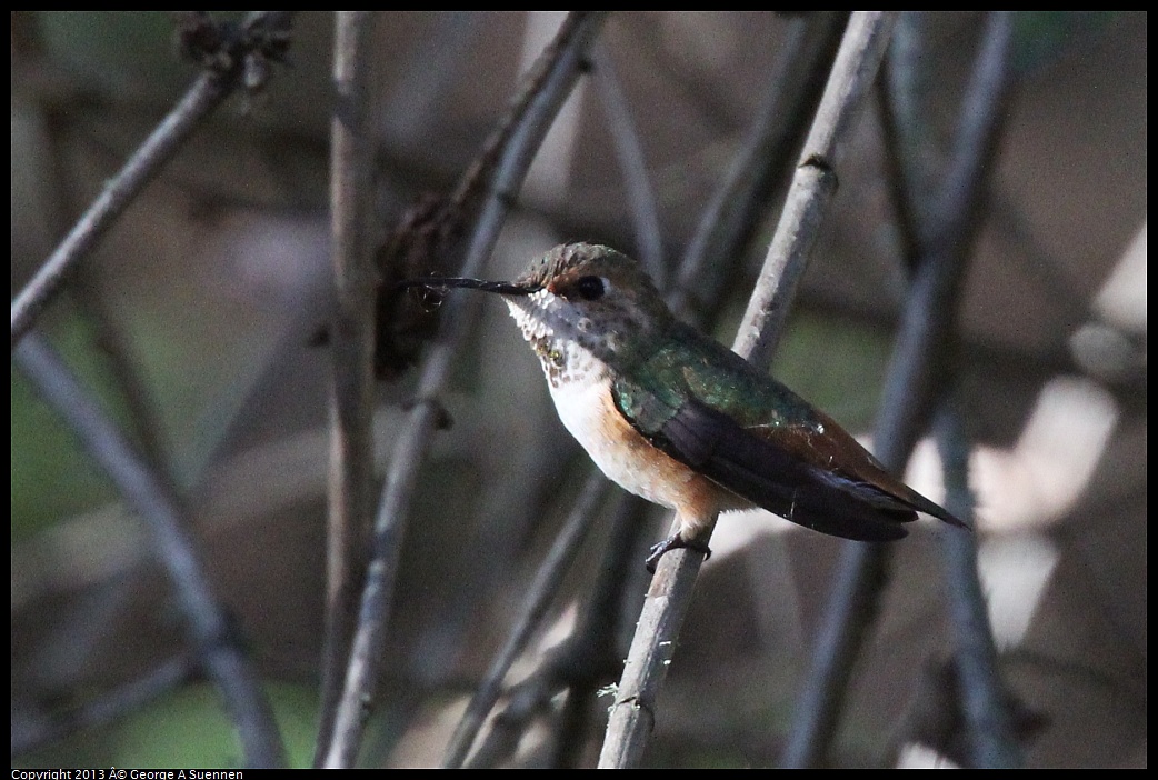 0215-093126-03.jpg - Allen's Hummingbird