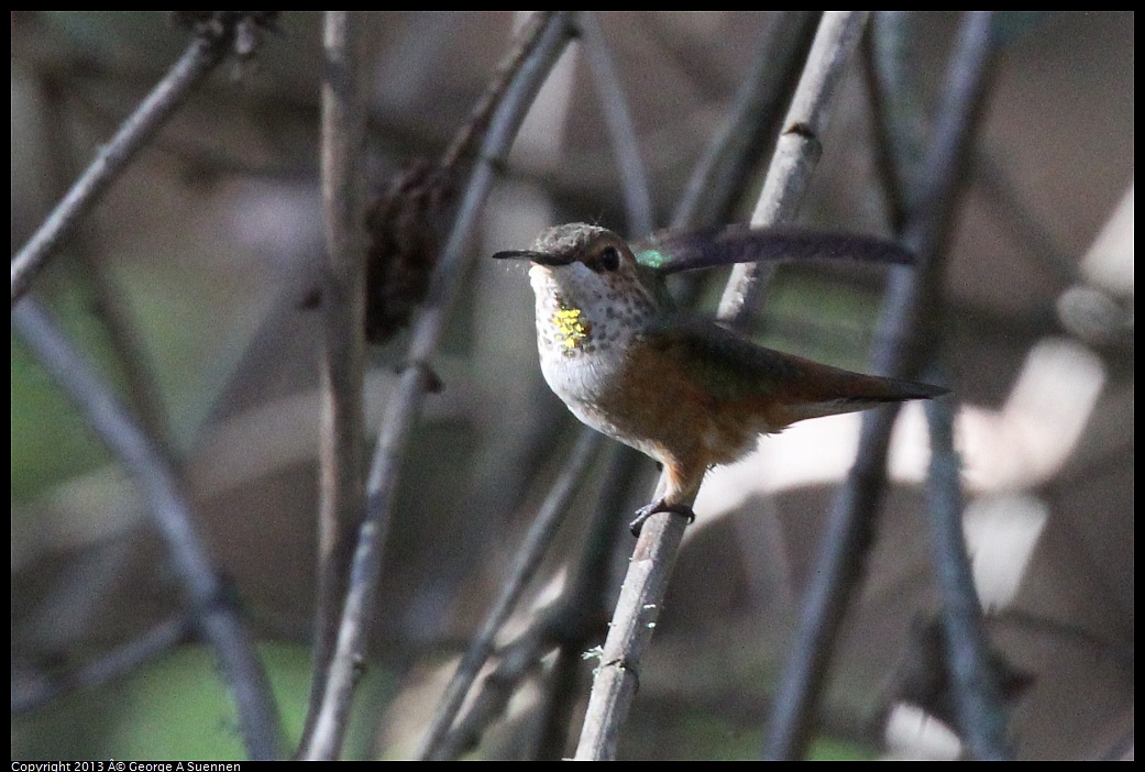 0215-093127-01.jpg - Allen's Hummingbird