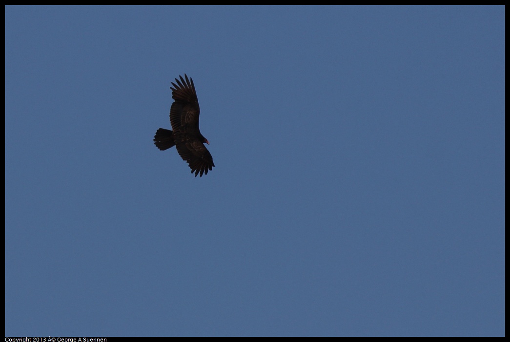 0215-094403-03.jpg - Turkey Vulture