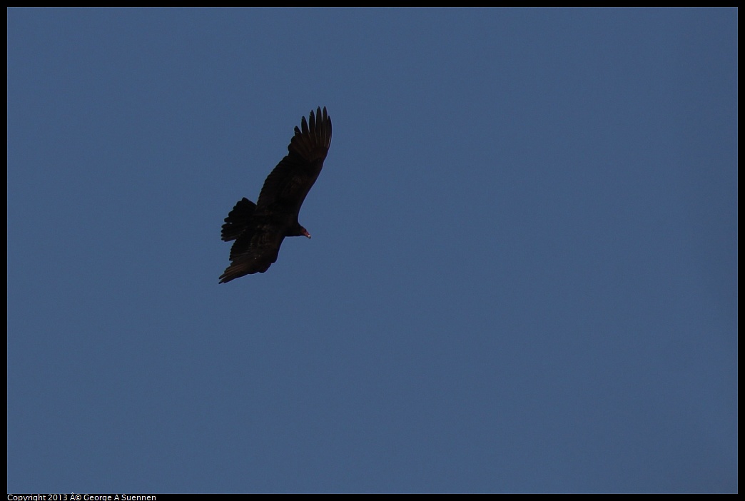 0215-094404-01.jpg - Turkey Vulture