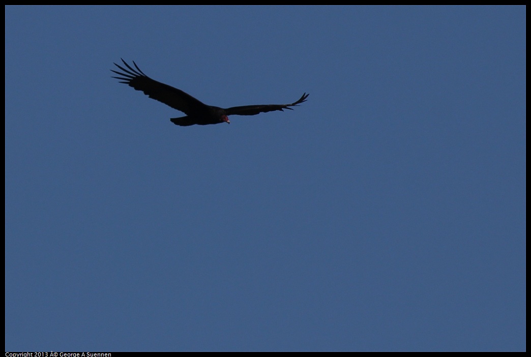 0215-094410-04.jpg - Turkey Vulture