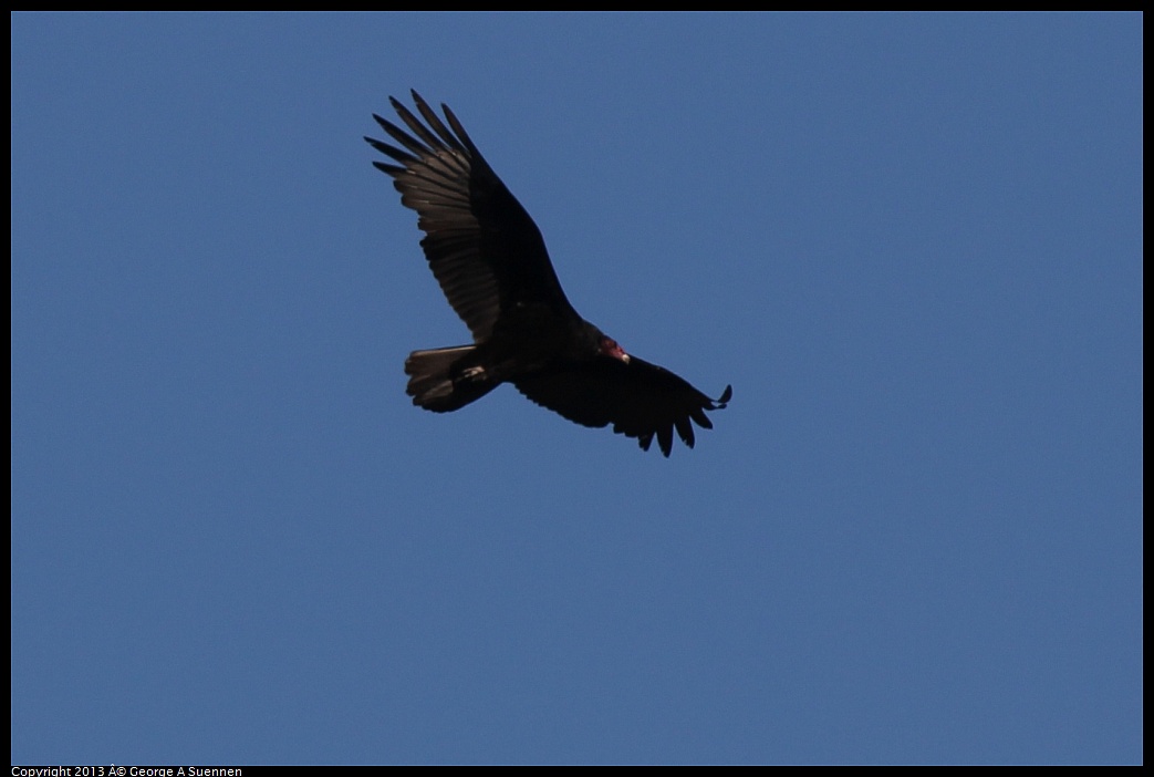 0215-094412-05.jpg - Turkey Vulture