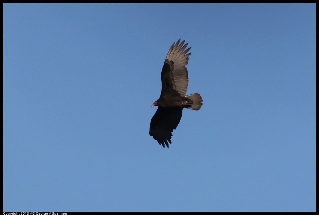 0215-094431-03.jpg - Turkey Vulture