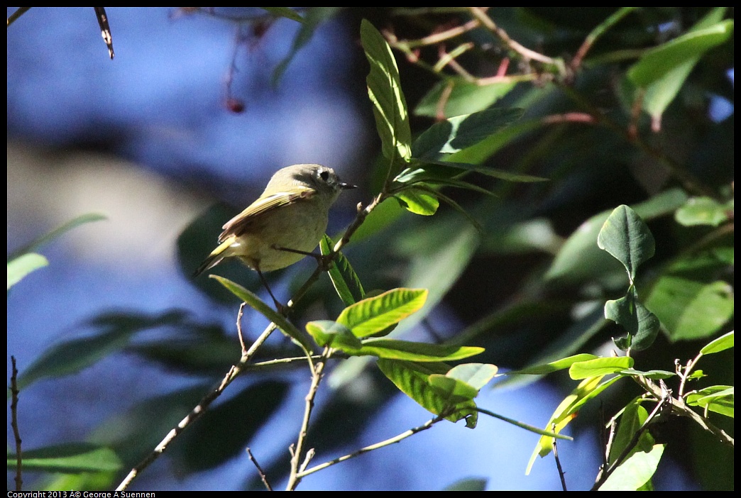 0215-094908-02.jpg - Ruby-crowned Kinglet