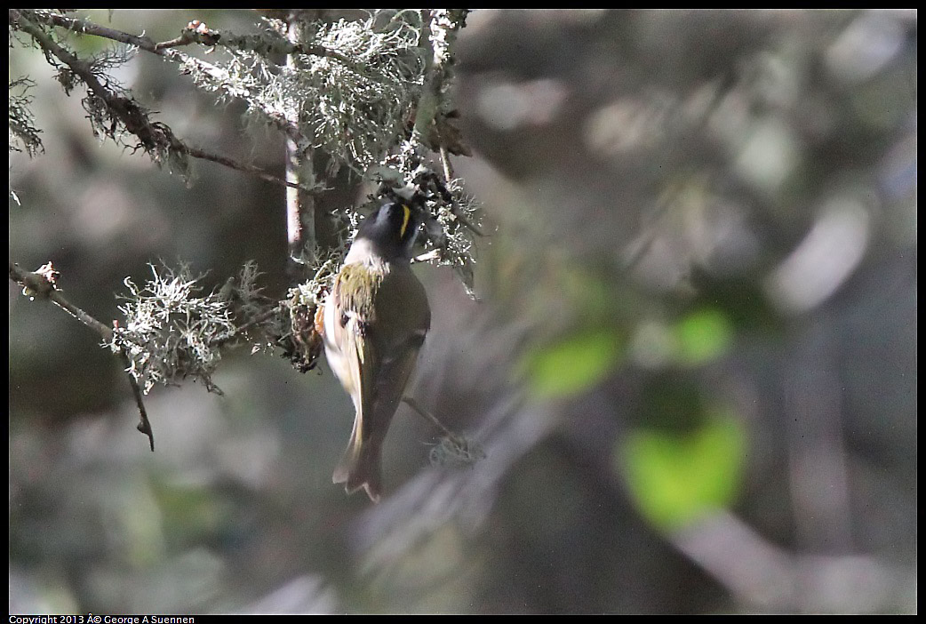 0215-095013-02.jpg - Golden-crowned Kinglet