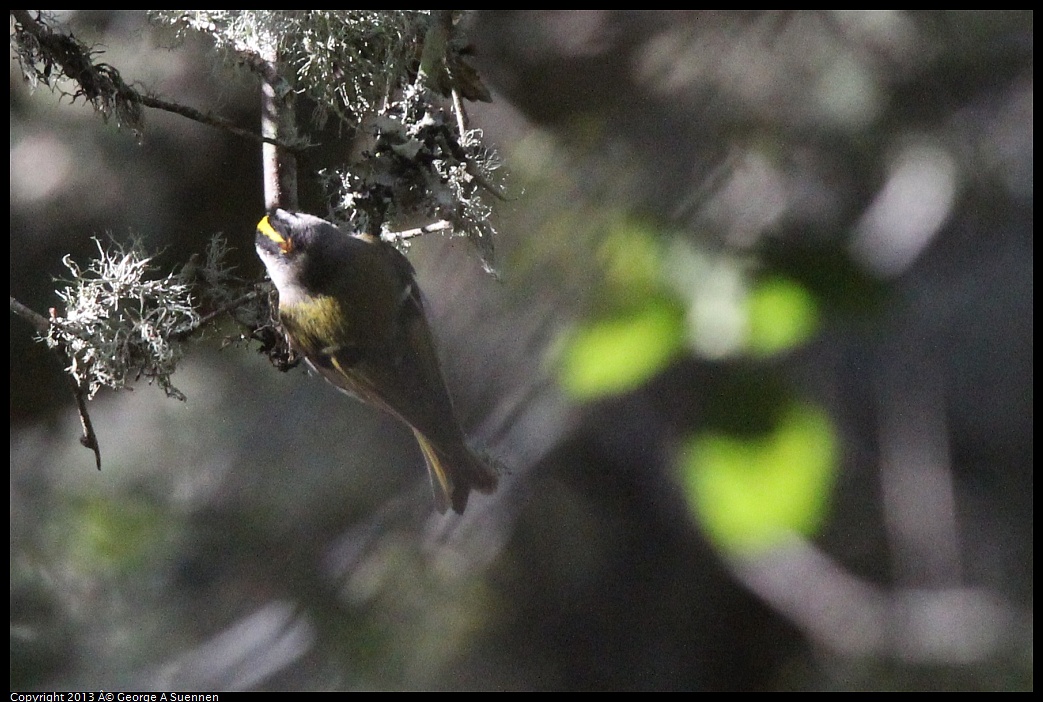 0215-095014-03.jpg - Golden-crowned Kinglet