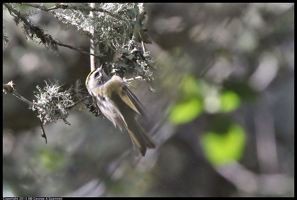 0215-095014-04.jpg - Golden-crowned Kinglet