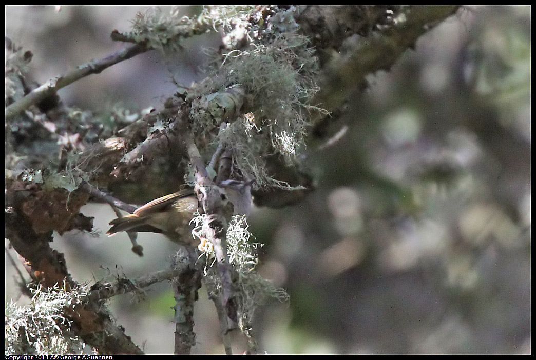 0215-095016-02.jpg - Golden-crowned Kinglet