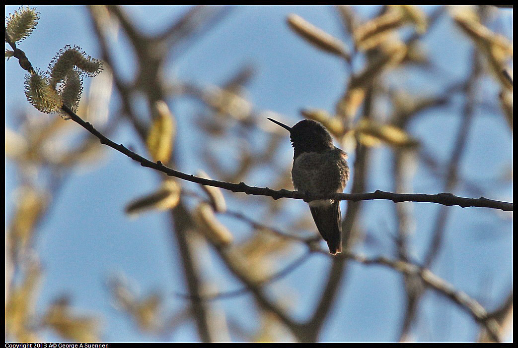 0215-095841-03.jpg - Anna's Hummingbird