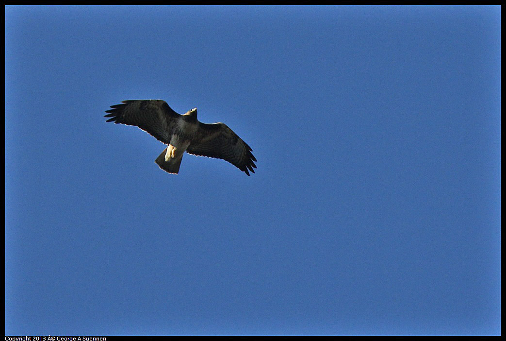 0215-095902-02.jpg - Red-tailed Hawk