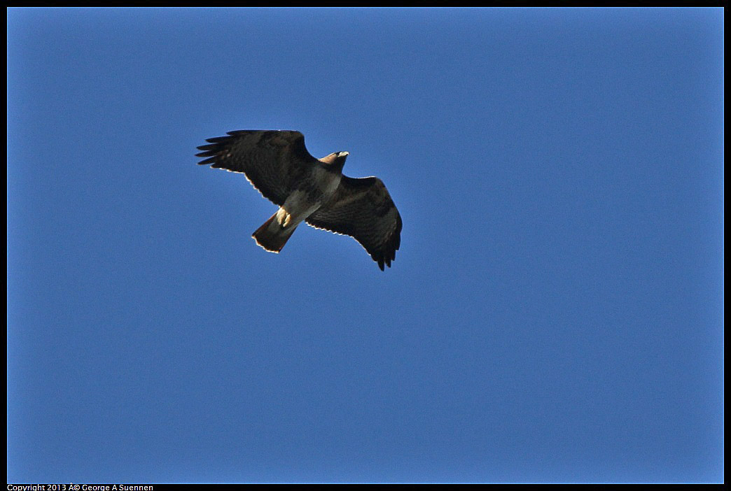 0215-095906-01.jpg - Red-tailed Hawk