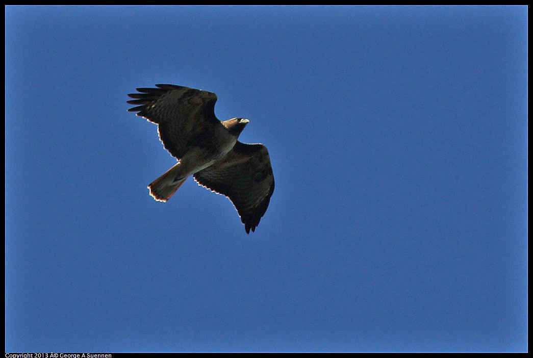 0215-095910-04.jpg - Red-tailed Hawk