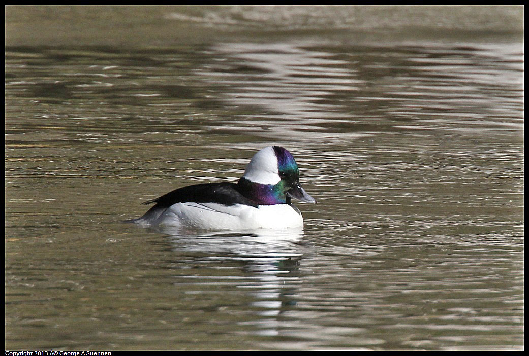 0215-101124-01.jpg - Bufflehead