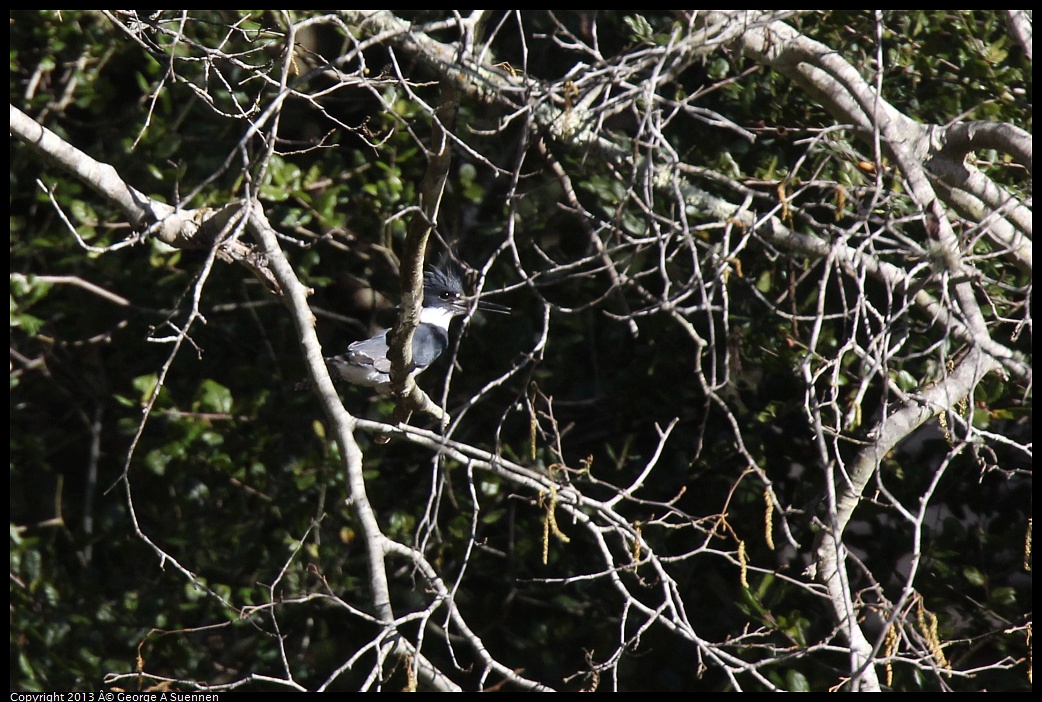 0215-101150-02.jpg - Belted Kingfisher