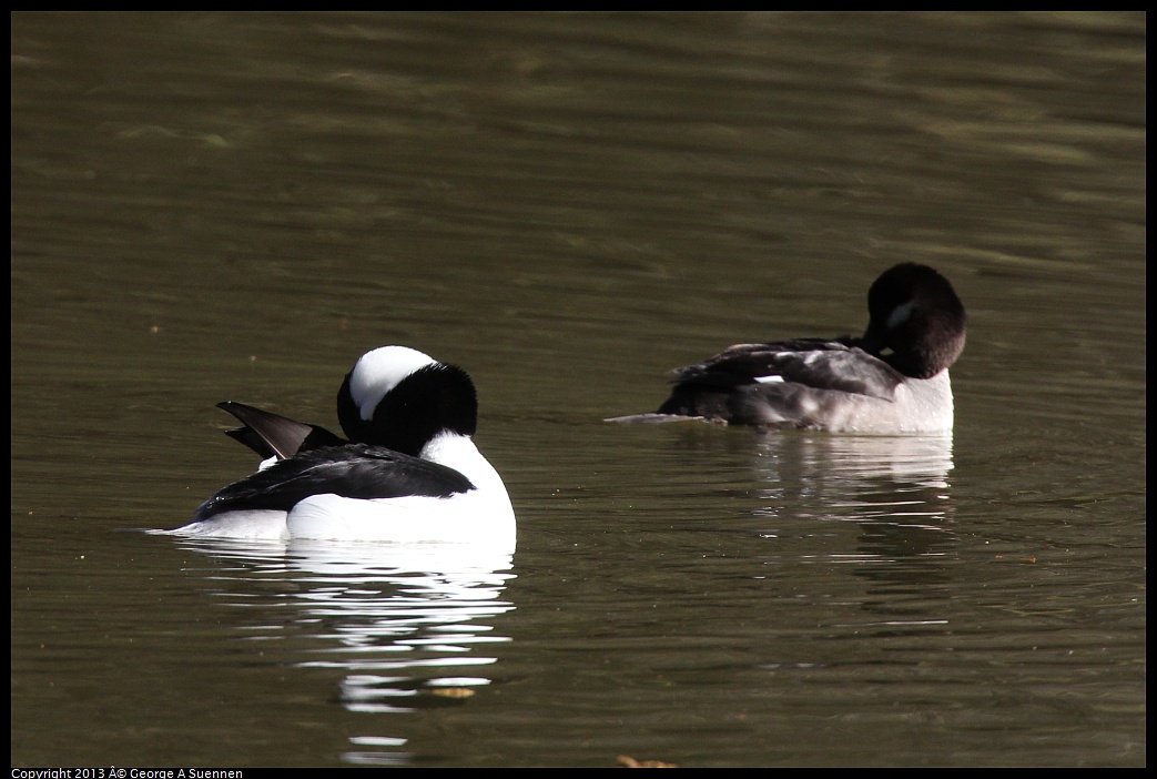 0215-101155-03.jpg - Bufflehead