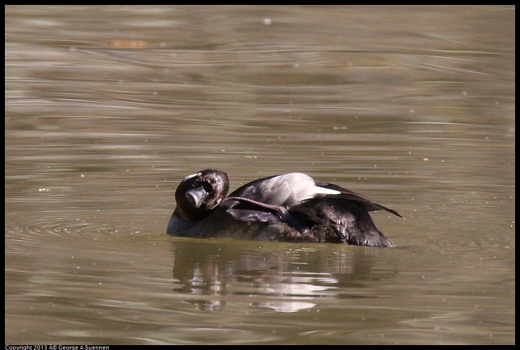 0215-101208-01.jpg - Bufflehead