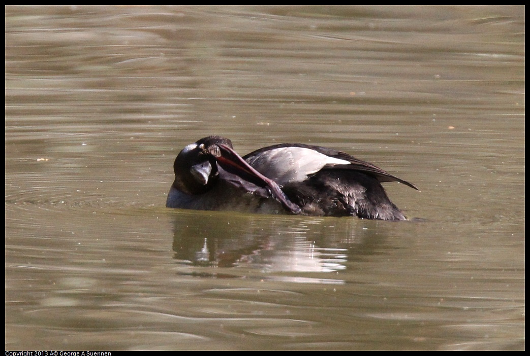 0215-101208-02.jpg - Bufflehead