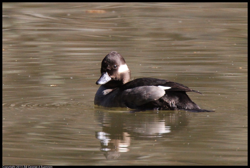 0215-101209-01.jpg - Bufflehead