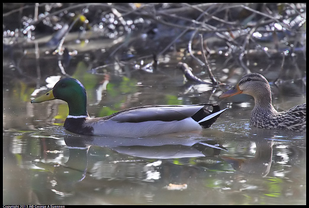 0215-101239-01.jpg - Mallard