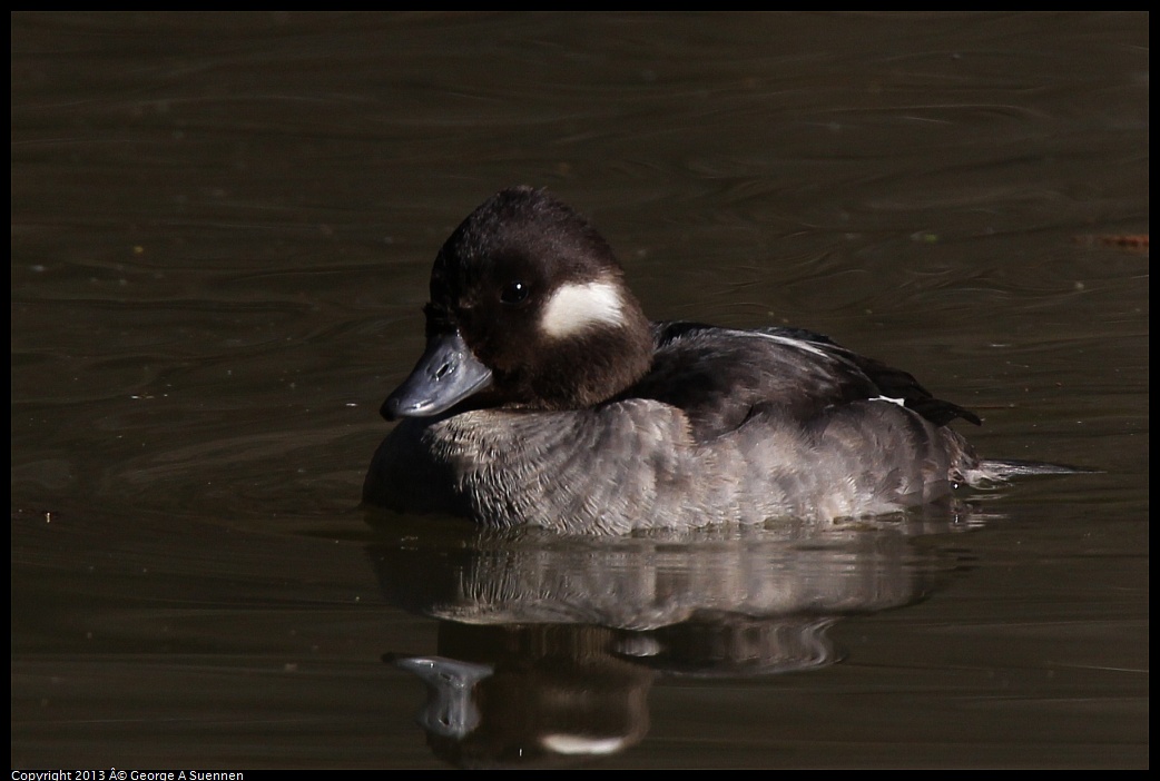 0215-101300-01.jpg - Bufflehead