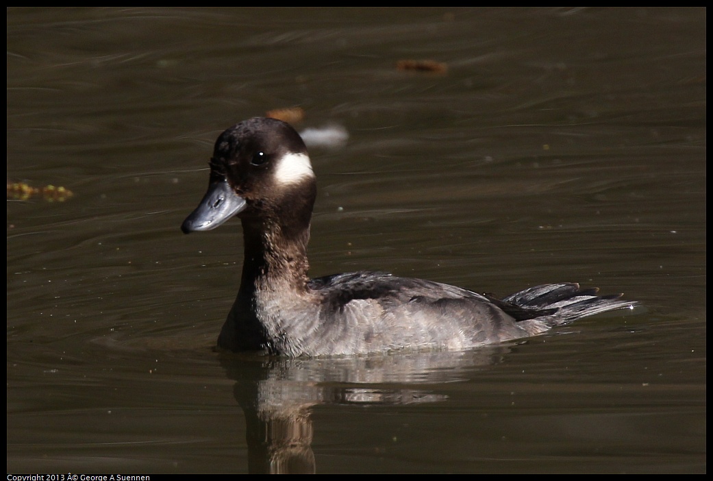 0215-101301-03.jpg - Bufflehead