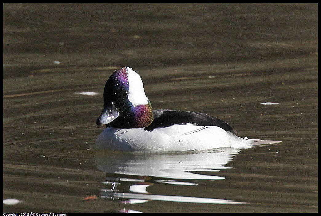 0215-101629-03.jpg - Bufflehead