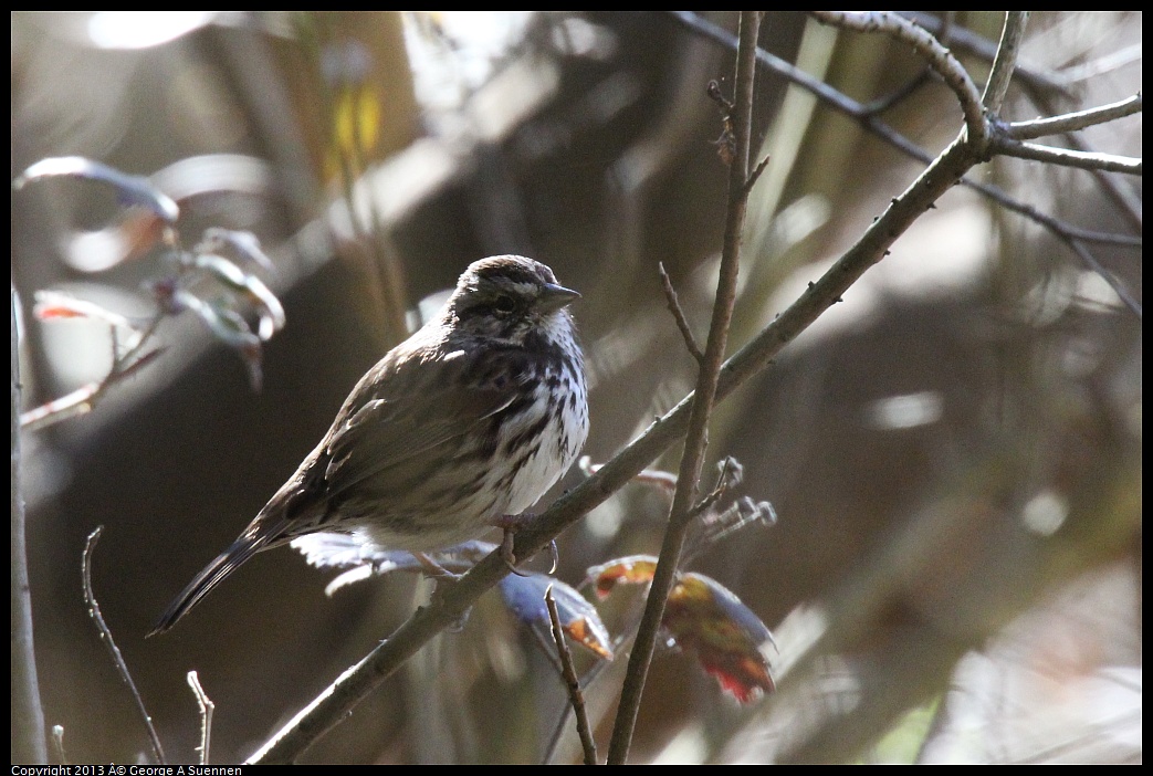 0215-102022-02.jpg -  Song Sparrow