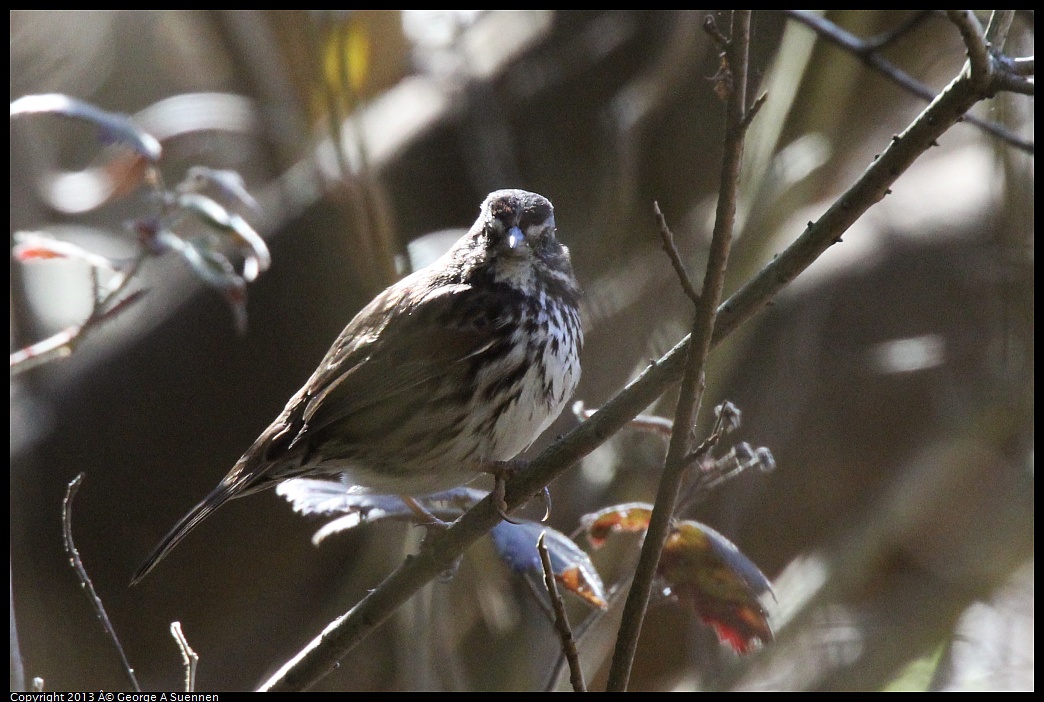 0215-102023-04.jpg -  Song Sparrow