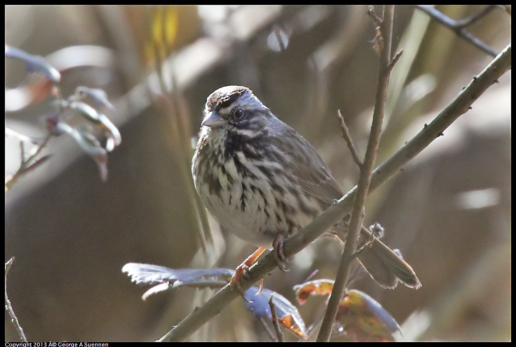 0215-102029-01.jpg -  Song Sparrow