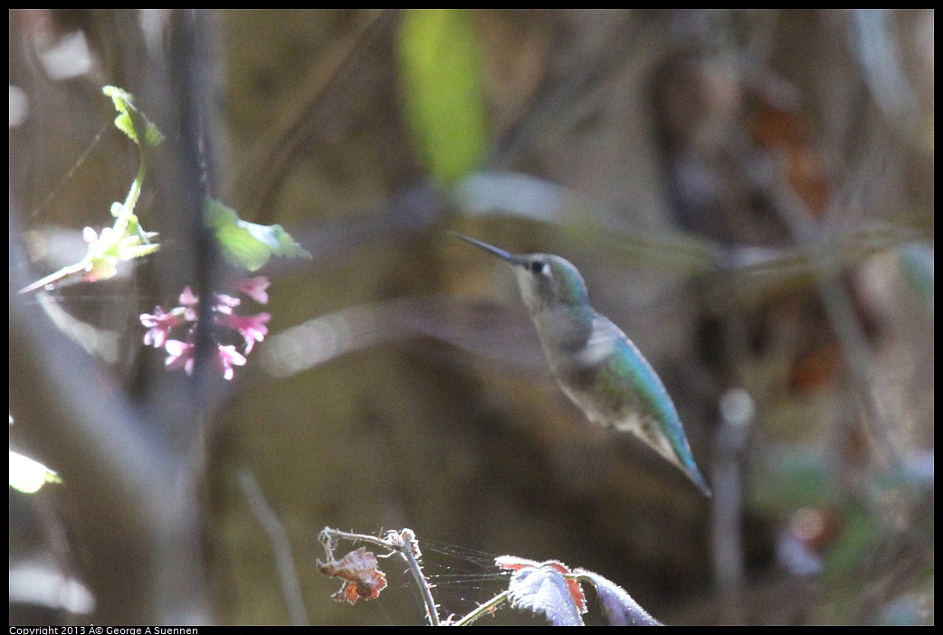 0215-102040-01.jpg - Anna's Hummingbird