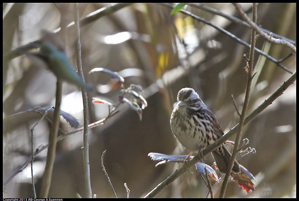 0215-102053-01.jpg - Anna's Hummingbird and Song Sparrow