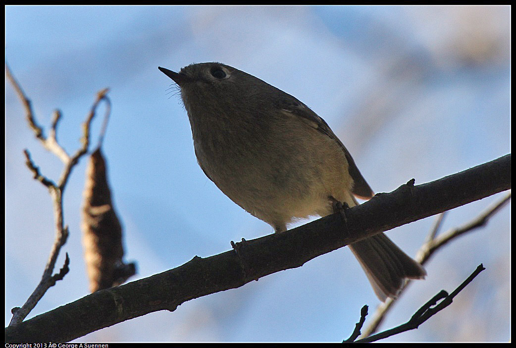 0215-102152-02.jpg - Ruby-crowned Kinglet