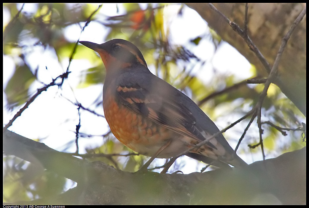 0215-102718-02.jpg - Varied Thrush