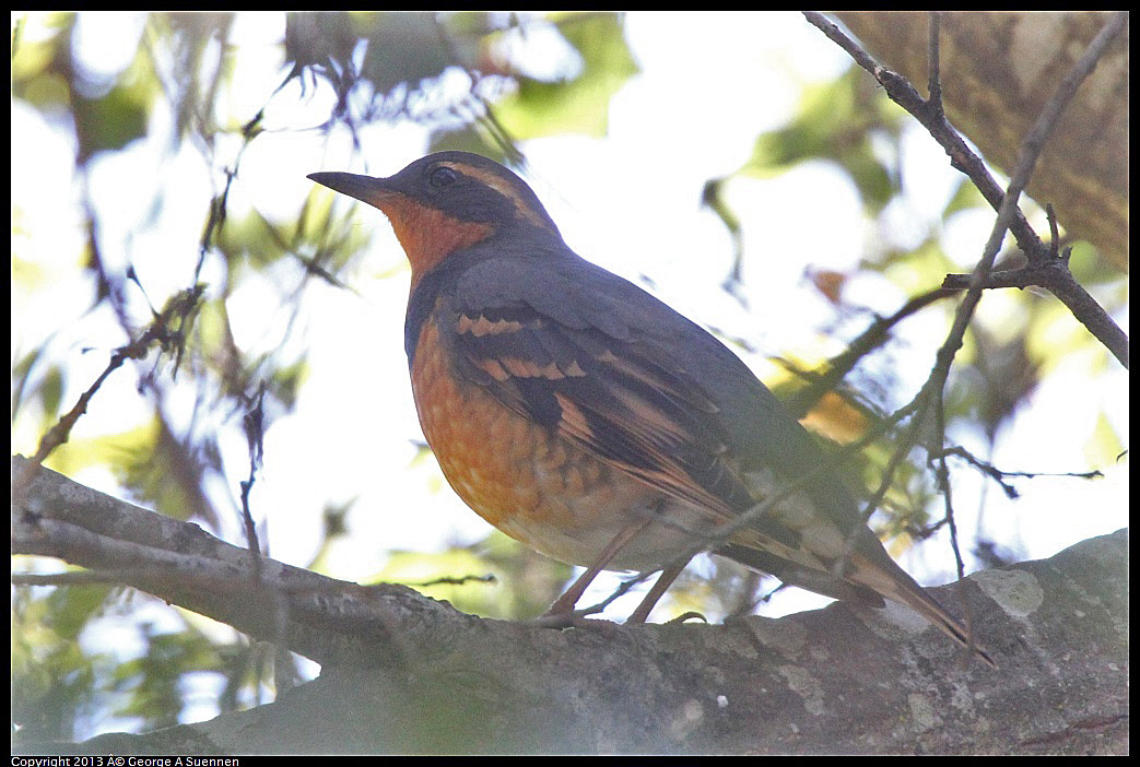 0215-102751-01.jpg - Varied Thrush