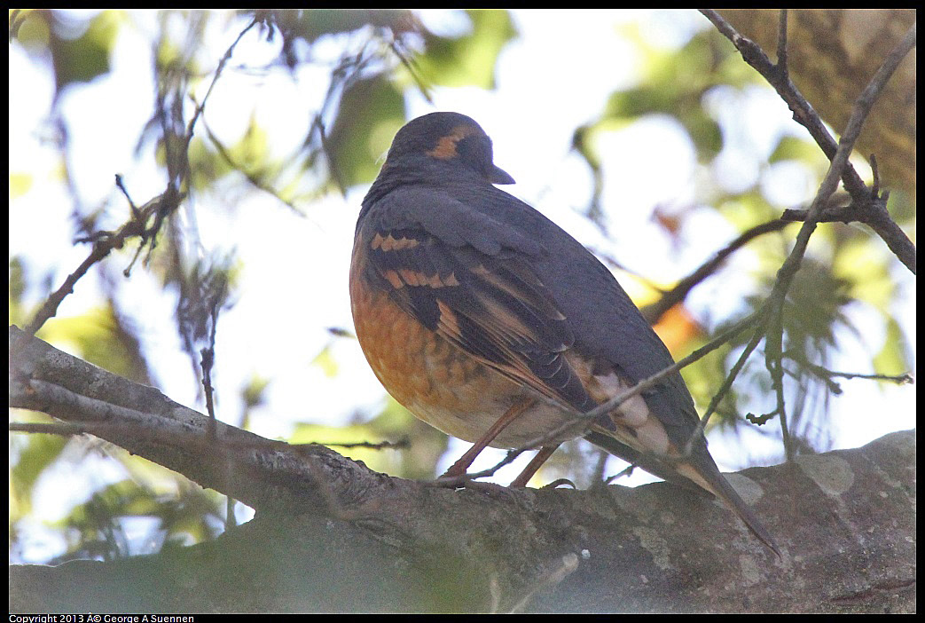 0215-102817-01.jpg - Varied Thrush