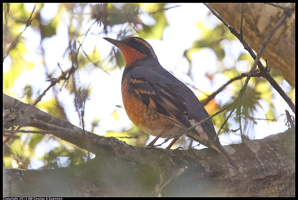 0215-102821-06.jpg - Varied Thrush