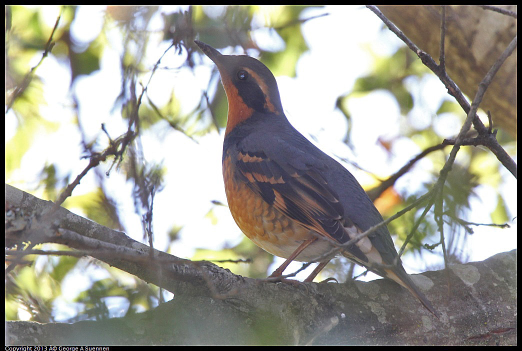 0215-102832-01.jpg - Varied Thrush