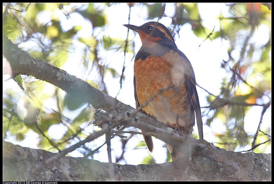 0215-102905-01.jpg - Varied Thrush