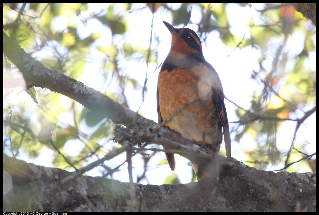 0215-102910-01.jpg - Varied Thrush