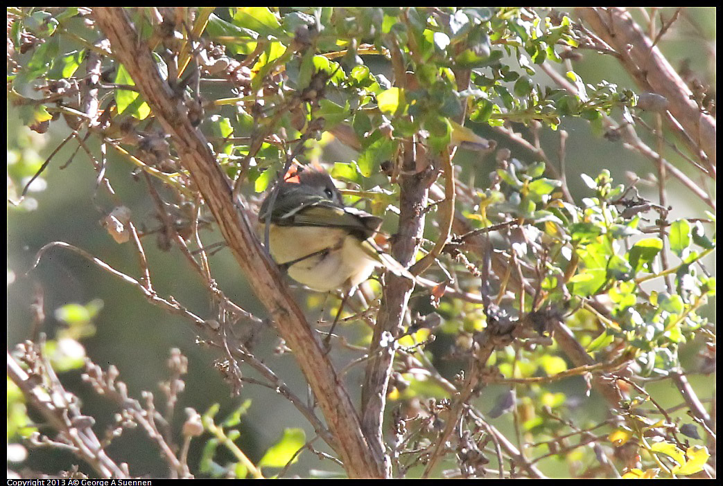 0215-102944-03.jpg - Ruby-crowned Kinglet