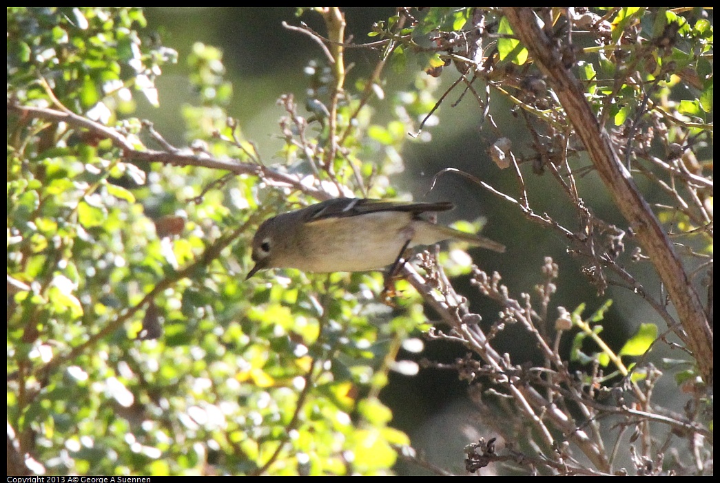 0215-102947-01.jpg - Ruby-crowned Kinglet