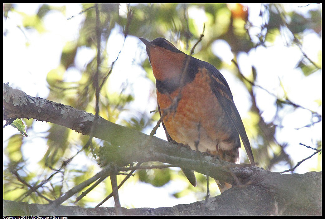 0215-103010-01.jpg - Varied Thrush