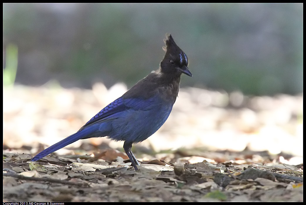 0215-103054-02.jpg - Stellar Jay